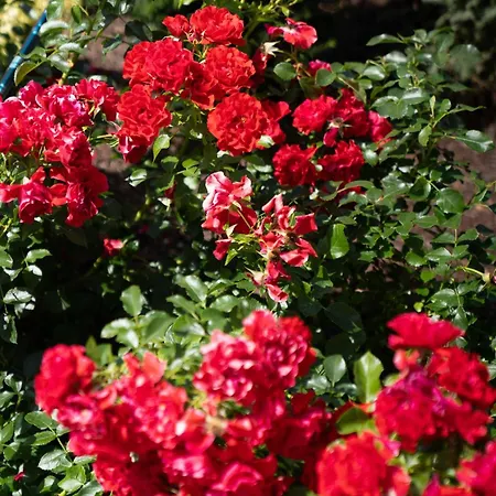 Appartamento Rosenhof Salzburger Seenland