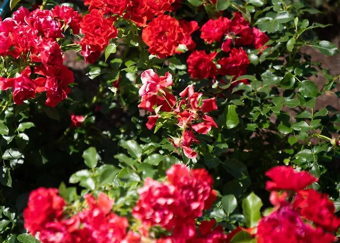 公寓 Rosenhof Salzburger Seenland